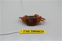 藏品(臺灣厚蟹)的圖片